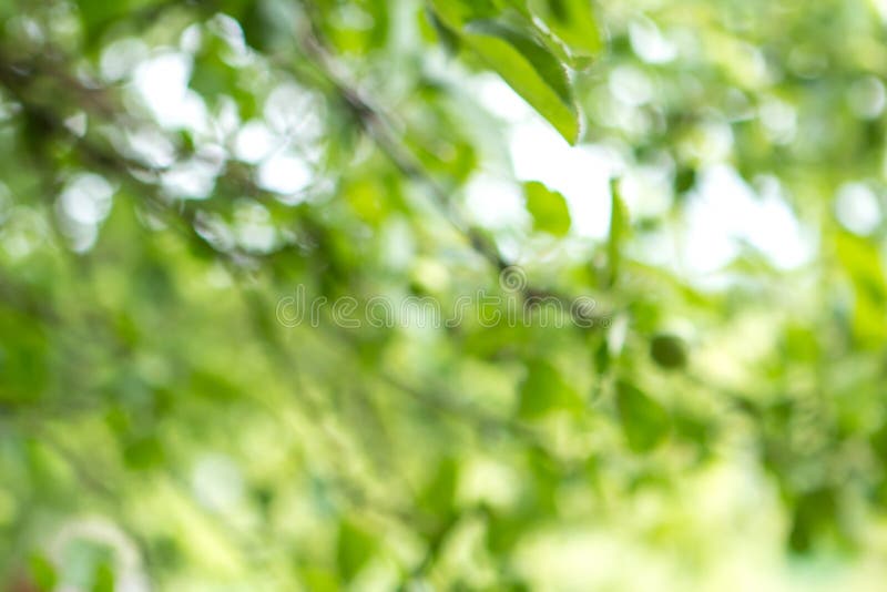 Запачканная зеленая предпосылка лист дерева с bokeh, текстурой природы стоковое фото rf Запачканная зеленая предпосылка лист дерева с bokeh, текстурой природы стоковое фото rf