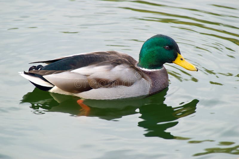 заплывание mallard утки мыжское стоковое фото заплывание mallard утки мыжское стоковое фото