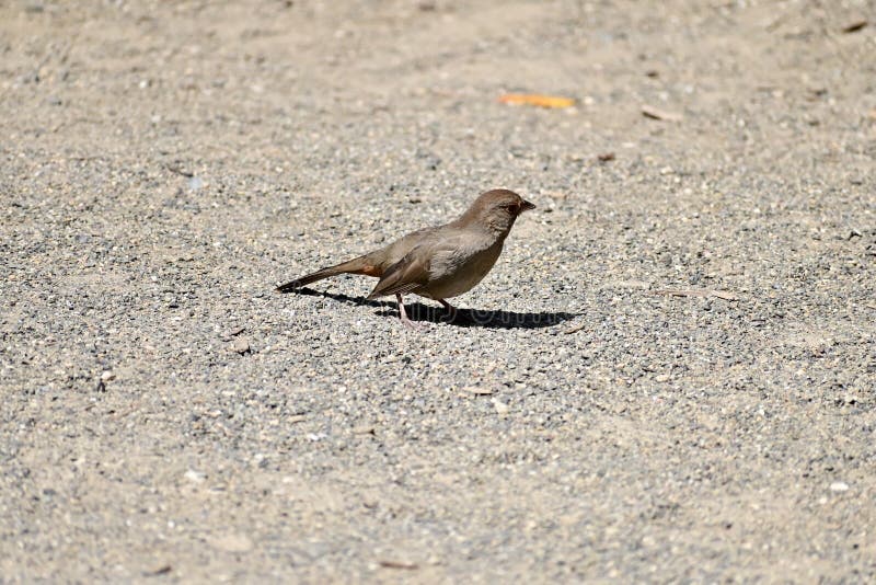 The Wrentit, Chimaera fasciata, found along the coast of western North America, is an unusual little bird with a long tail that is not seen out in the open very often.  
They mate for life, only a few months after hatching. After bonding, both help in making the nest, incubate the eggs, which only take about two weeks, and feed the new born.
Not only will they build their nests in Coyote bush and among Backberry, but also in Poison Oak.
As seen in the San Francisco Botanical Garden of Golden Gate Park 30 March 2022. The Wrentit, Chimaera fasciata, found along the coast of western North America, is an unusual little bird with a long tail that is not seen out in the open very often.  
They mate for life, only a few months after hatching. After bonding, both help in making the nest, incubate the eggs, which only take about two weeks, and feed the new born.
Not only will they build their nests in Coyote bush and among Backberry, but also in Poison Oak.
As seen in the San Francisco Botanical Garden of Golden Gate Park 30 March 2022.