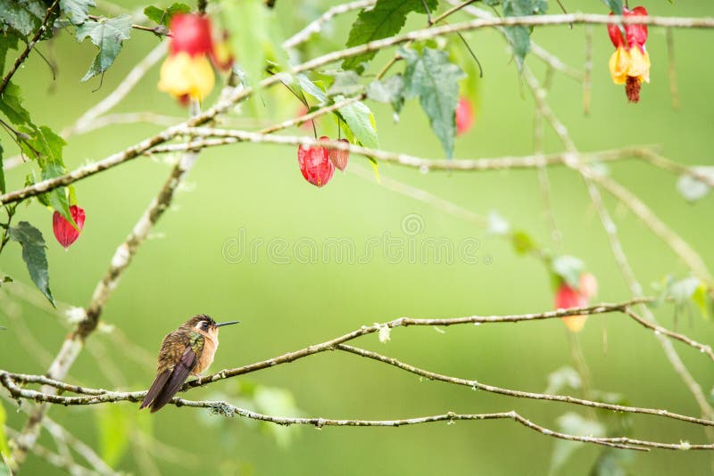 Запятнанное hummingb сидя на ветви с желтыми и красными цветками, колибри от тропического леса, Колумбии, птицы садясь на насест, стоковая фотография Запятнанное hummingb сидя на ветви с желтыми и красными цветками, колибри от тропического леса, Колумбии, птицы садясь на насест, стоковая фотография
