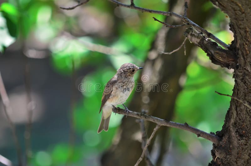запятнанный flycatcher Striata Muscicapa стоковое фото запятнанный flycatcher Striata Muscicapa стоковое фото