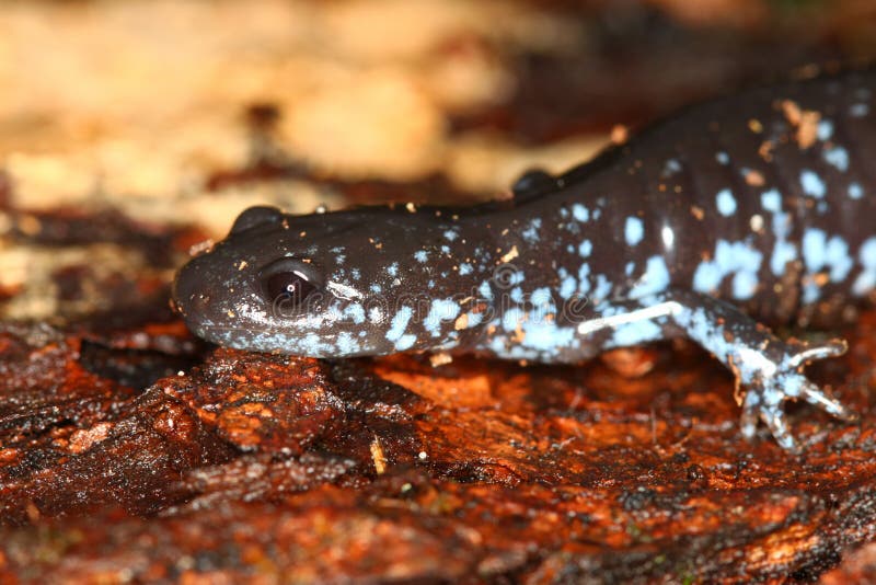 запятнанный salamander laterale ambystoma голубой стоковое изображение rf