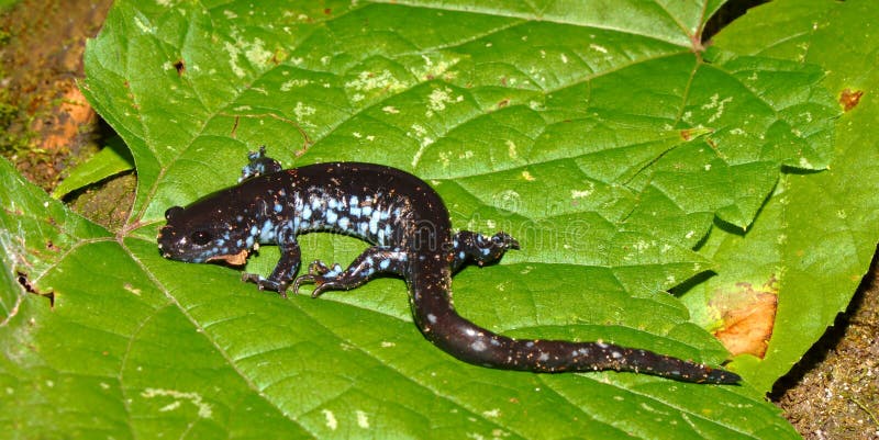 запятнанный salamander laterale ambystoma голубой стоковое изображение rf