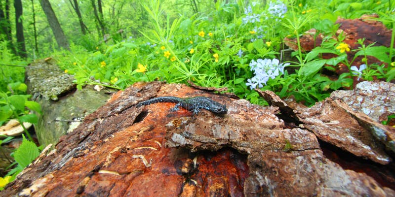 запятнанный salamander laterale ambystoma голубой стоковая фотография rf