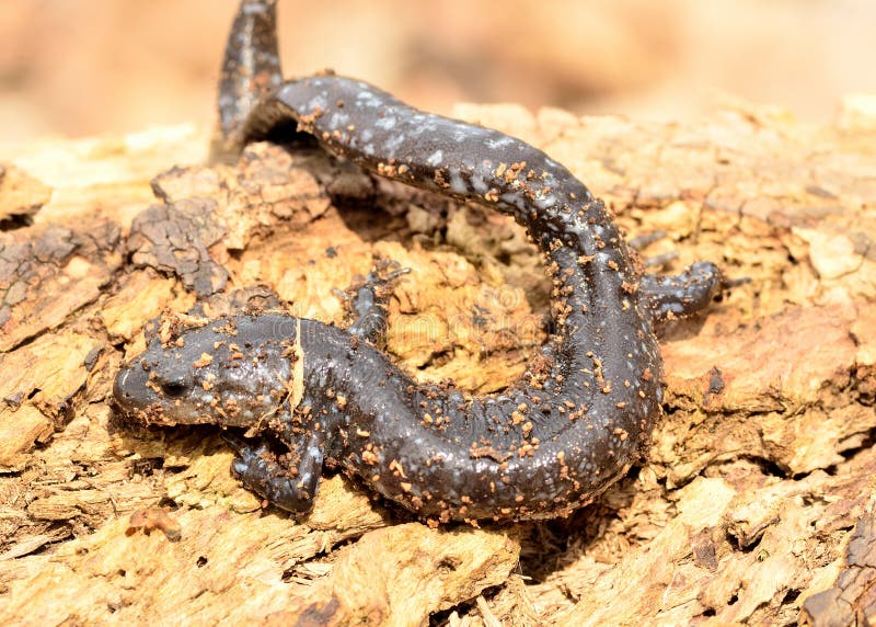 запятнанный salamander laterale ambystoma голубой стоковое фото