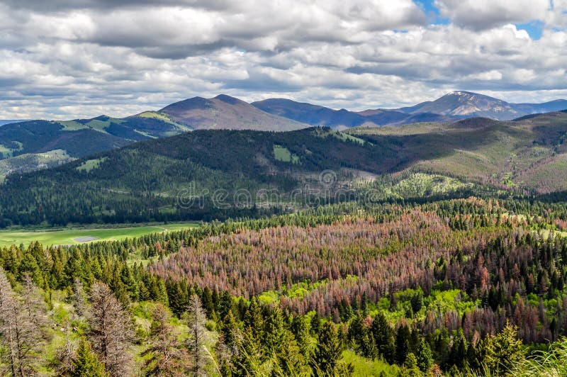 A pine forested mountain landscape greets a visitor to the area around Helena, Montana. A pine forested mountain landscape greets a visitor to the area around Helena, Montana.