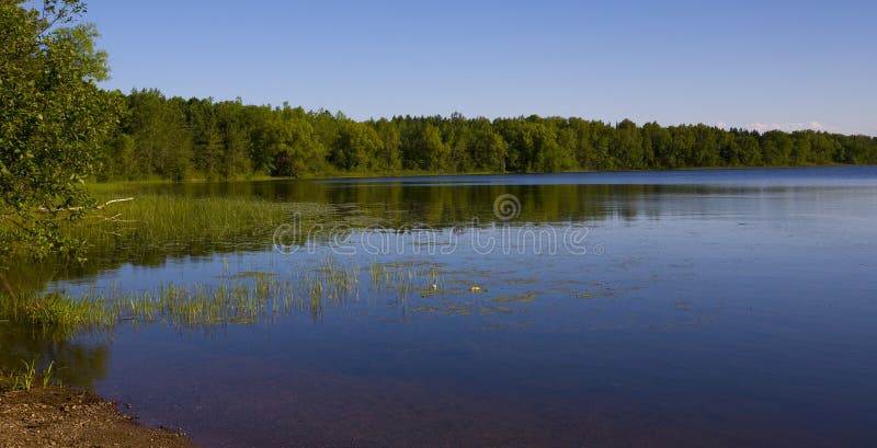 A forested shoreline of a lake in the North woods of Minnesota. A forested shoreline of a lake in the North woods of Minnesota
