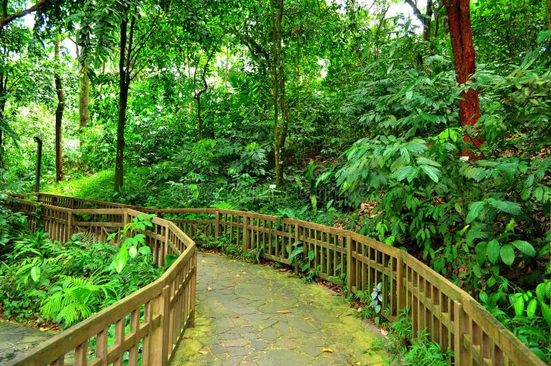 A serene and peaceful forested trail in Bukit Timah nature reserve (Singapore). A serene and peaceful forested trail in Bukit Timah nature reserve (Singapore)