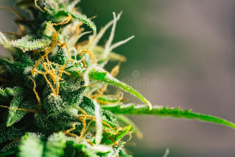 Польза марихуаны для рака тор браузер зависает hudra