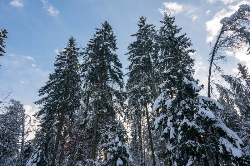 заснеженные деревья в лесу стоковая фотография