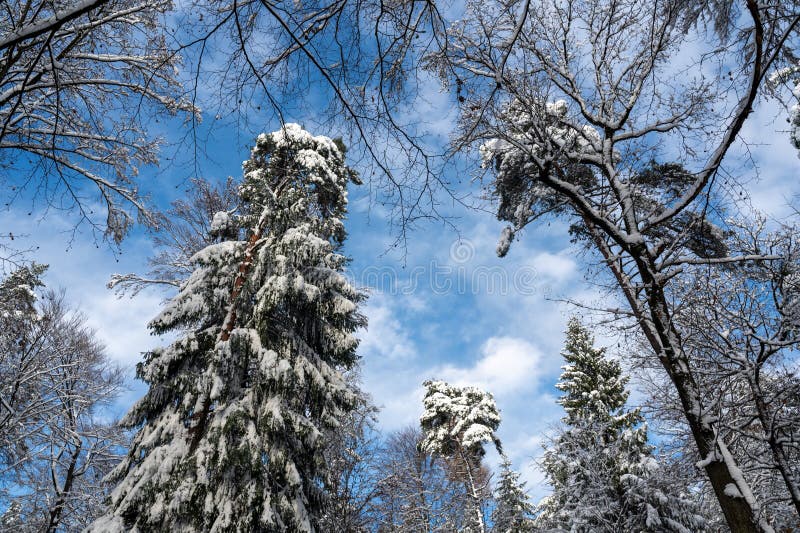 заснеженные деревья в лесу стоковая фотография