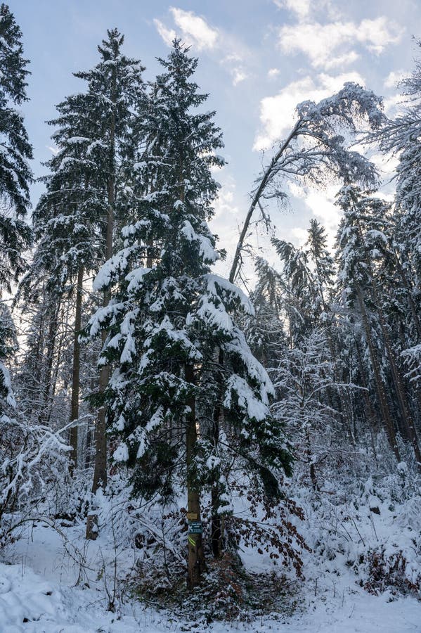 заснеженные деревья в лесу стоковая фотография rf