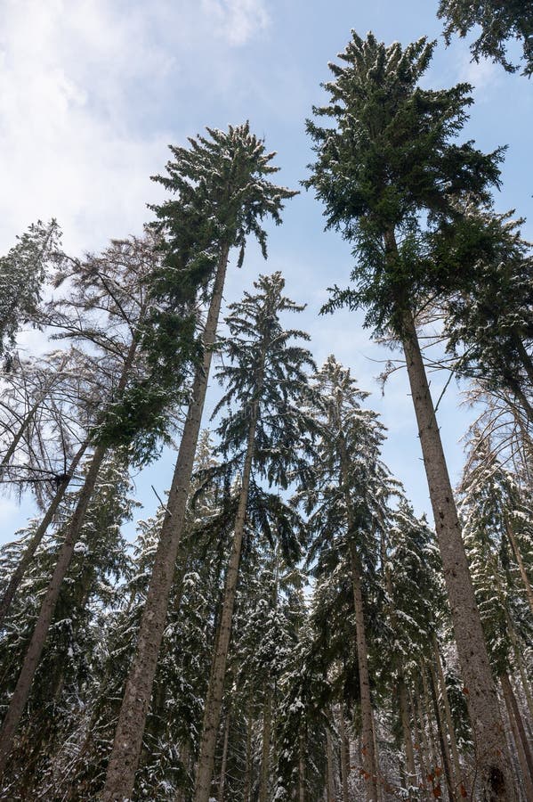 заснеженные деревья в лесу стоковая фотография