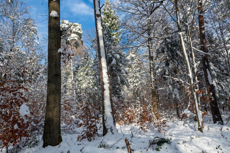 заснеженные деревья в лесу стоковая фотография