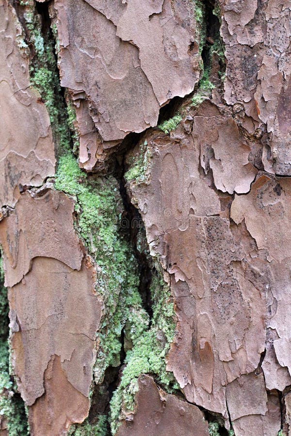 Close up of green moss growing in the cracks of the bark on a Loblolly Pine tree trunk in William B. Umstead State Park, Raleigh, North Carolina, USA. Close up of green moss growing in the cracks of the bark on a Loblolly Pine tree trunk in William B. Umstead State Park, Raleigh, North Carolina, USA