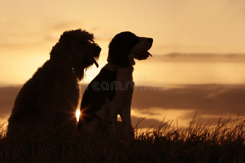 2 dogs at sunset. 2 dogs at sunset