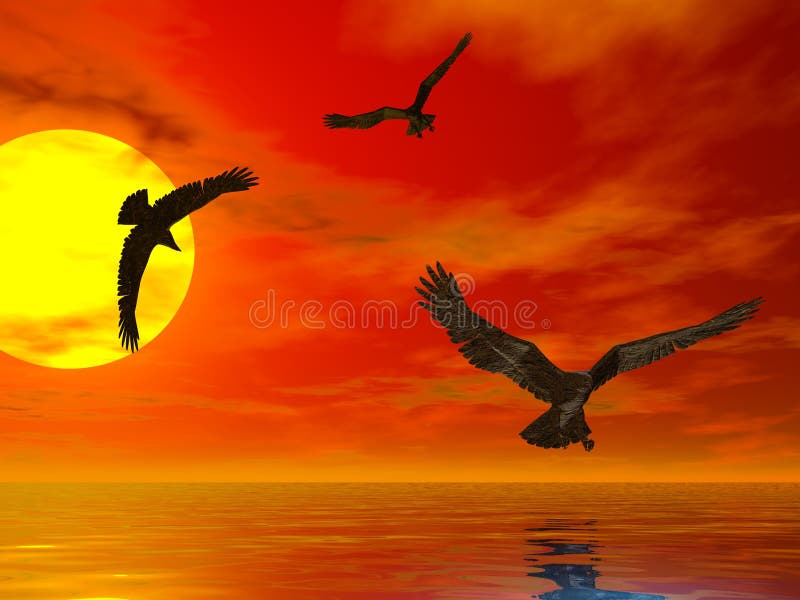 Three eagles flying at sunset above the sea. Three eagles flying at sunset above the sea