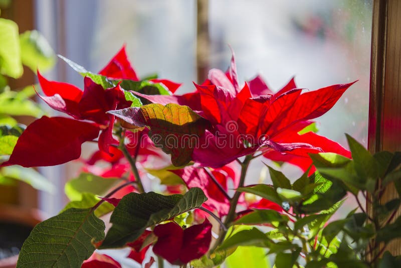 Зацветая Poinsettia на окне, цветке звезды рождества красивом красном стоковое изображение Зацветая Poinsettia на окне, цветке звезды рождества красивом красном стоковое изображение