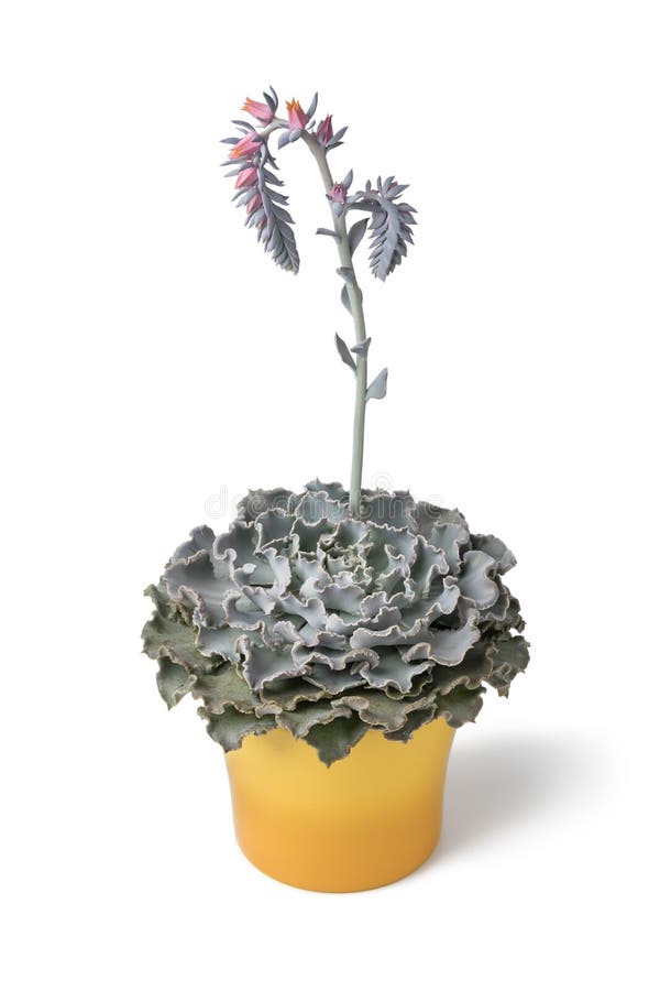 Зацветая завод Echeveria в желтом баке стоковые фото