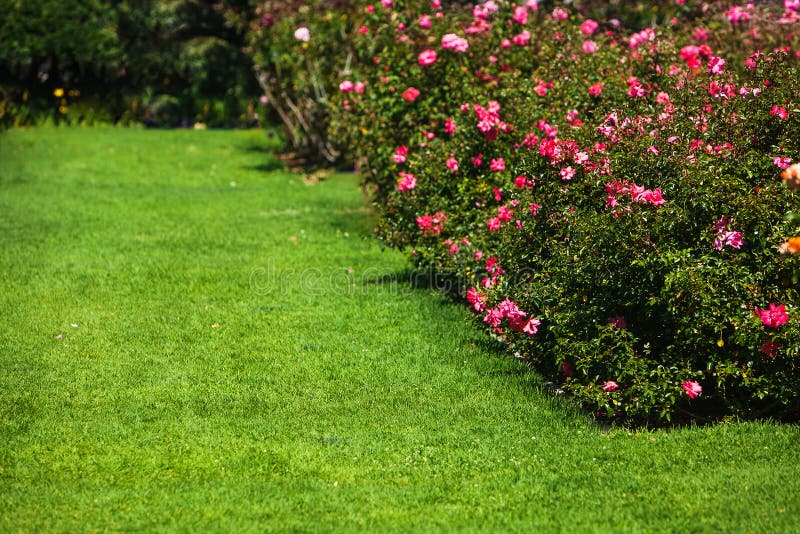 Blooming fresh rose bush in the garden. Blooming fresh rose bush in the garden