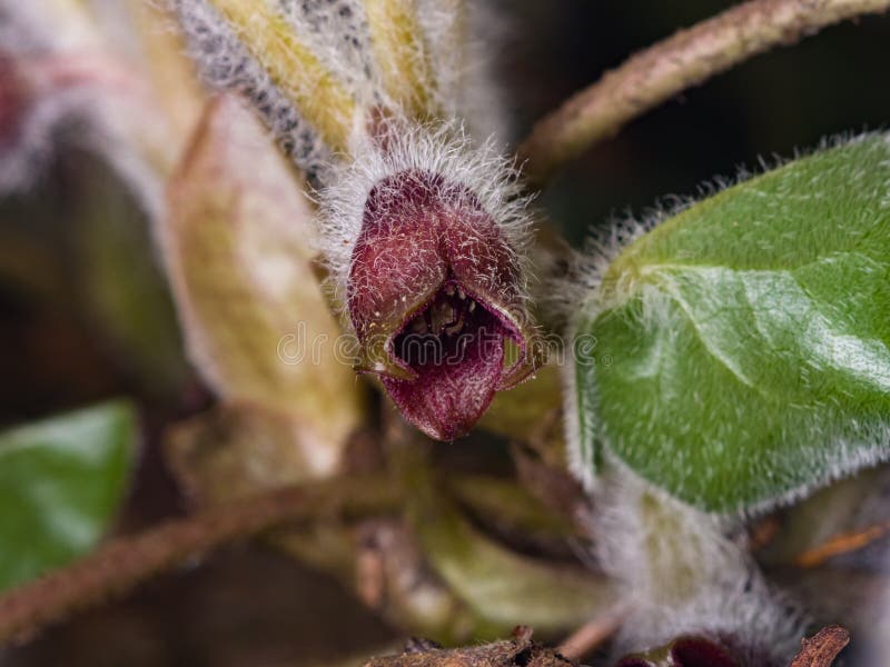 Зацветите europaeum asarum, одичалый имбирь или hazelwort, лес макроса весной, селективный фокус, отмелый DOF стоковые фото