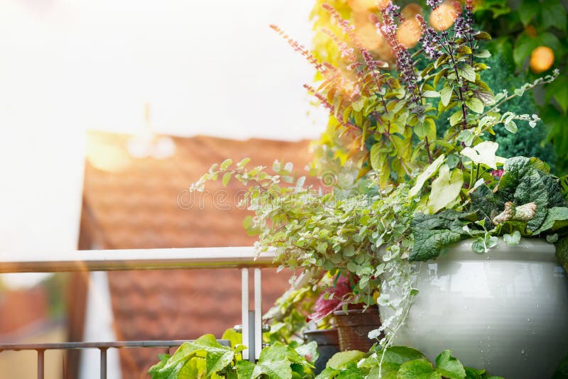 Зацветите плантатор на балконе или терраса в свете захода солнца Городской садовничать контейнера