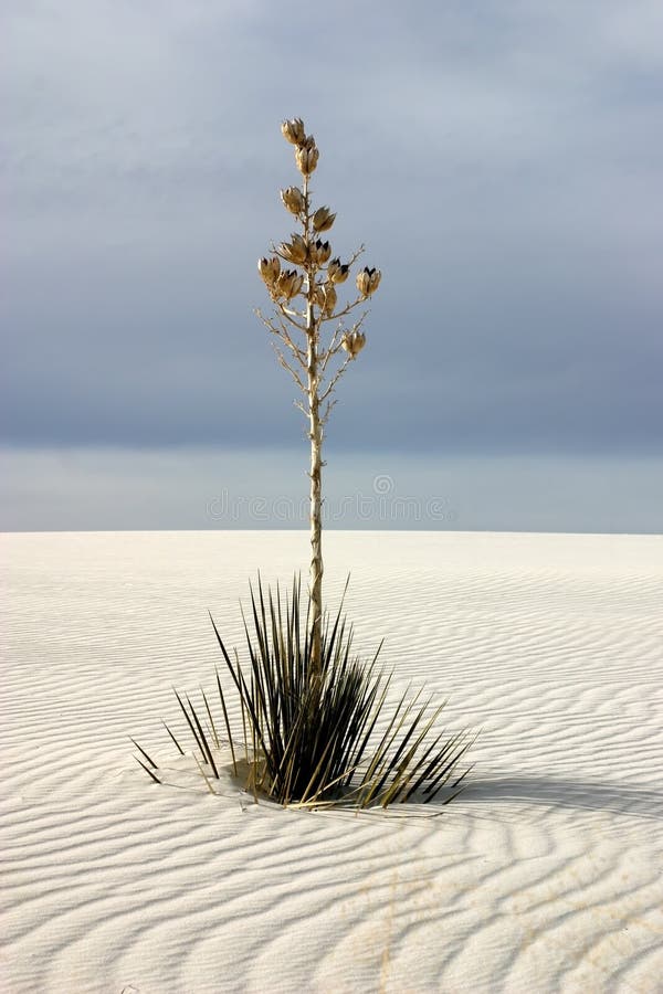 Soaptree yucca plants grow through the surface of gypsum dunes at White Sands National Monument in New Mexico. Soaptree yucca plants grow through the surface of gypsum dunes at White Sands National Monument in New Mexico