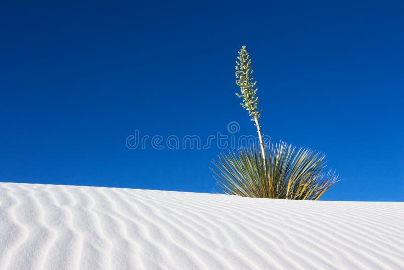 A Yucca against a blue sky in the White Sands National Monument, New Mexico, USA. A Yucca against a blue sky in the White Sands National Monument, New Mexico, USA.