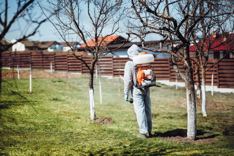Защитной одежды человека с фруктами и опрыскивания инсектицид в саду стоковое изображение