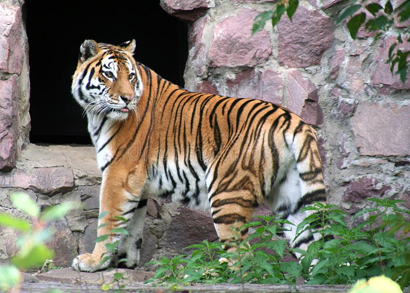 Portrait of Far-Eastern Amur Tiger. Portrait of Far-Eastern Amur Tiger