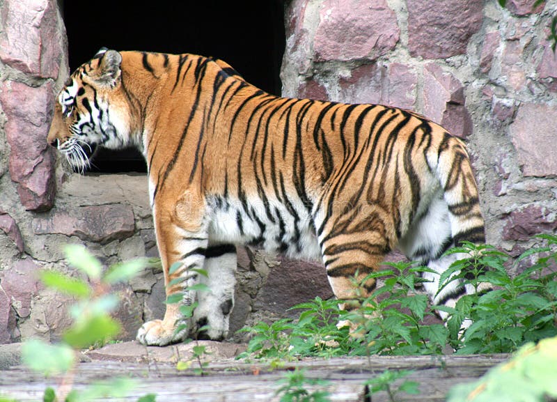 Portrait of Far-Eastern Amur Tiger. Portrait of Far-Eastern Amur Tiger