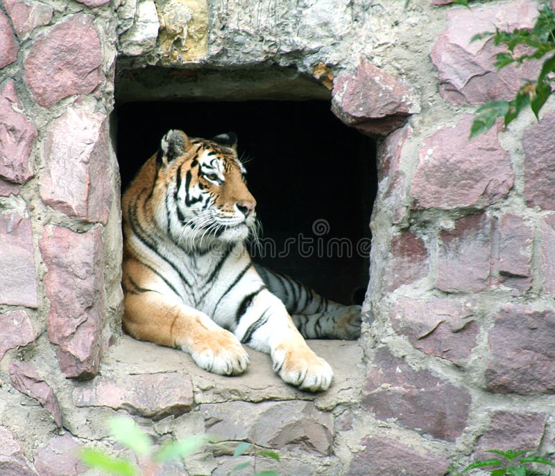 Portrait of Far-Eastern Amur Tiger. Portrait of Far-Eastern Amur Tiger