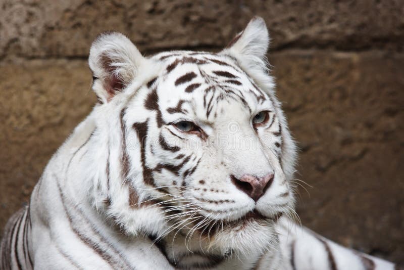 Tiger in Moscow zoo, Russian Federation. Tiger in Moscow zoo, Russian Federation