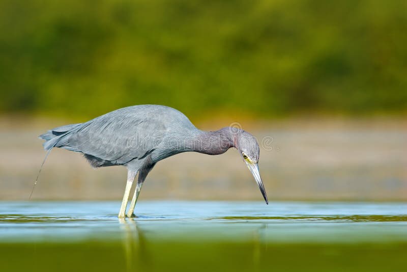 Звероловство птицы в воде Цапля маленькой сини, caerulea Egretta, в воде, Мексика Птица в красивой воде Green River Будьте стоковое изображение Звероловство птицы в воде Цапля маленькой сини, caerulea Egretta, в воде, Мексика Птица в красивой воде Green River Будьте стоковое изображение