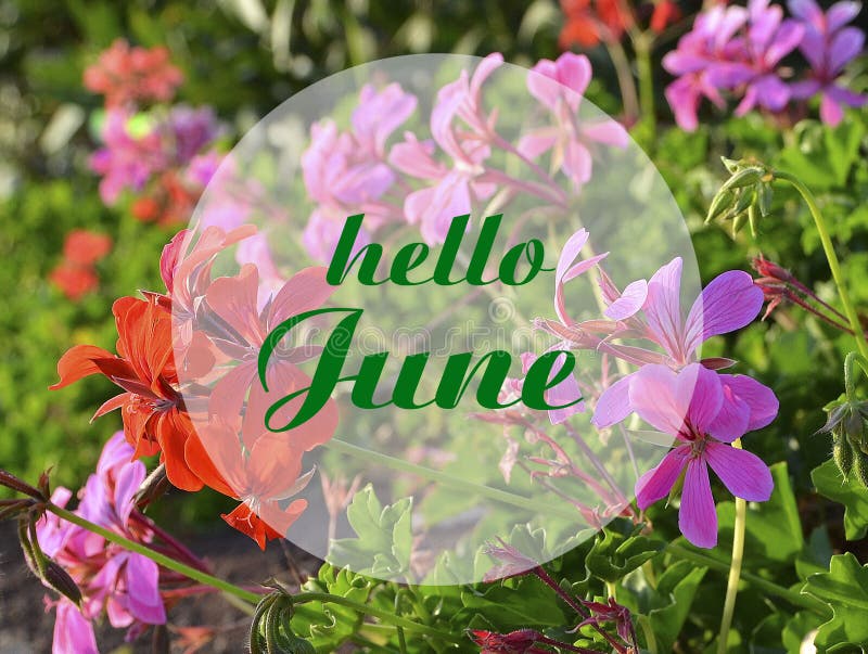 Hello June welcoming card with hand written lettering on natural floral geraniums blurry background.Selective focus. Hello June welcoming card with hand written lettering on natural floral geraniums blurry background.Selective focus.