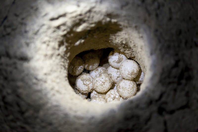 Зеленая морская черепаха eggs в отверстии песка на пляже стоковое изображение rf