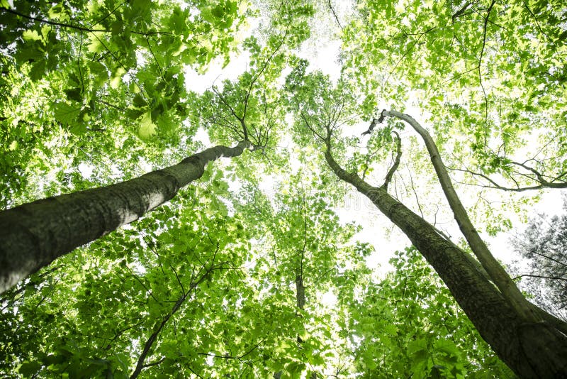 Зеленая съемка treetops леса стоковое фото Зеленая съемка treetops леса стоковое фото