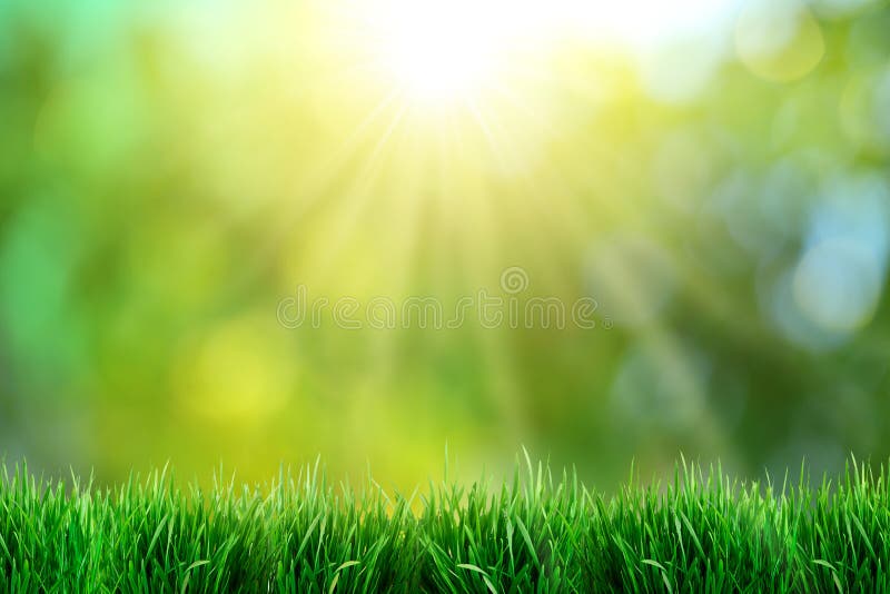 Green grass with sunset views. Blurred background. Green grass with sunset views. Blurred background.