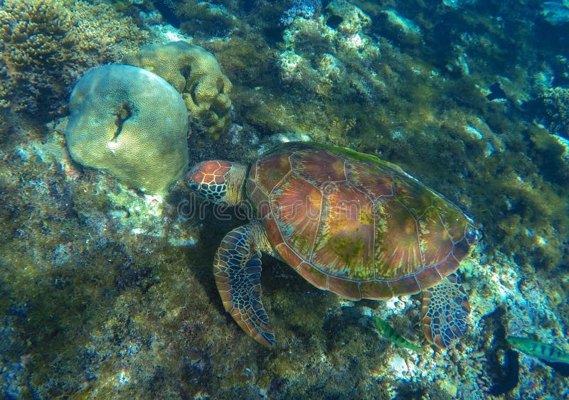 Зеленое фото конца морской черепахи в лагуне океана Морская черепаха есть морскую водоросль стоковые фото