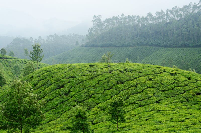 Зеленые кафе на открытом воздухе в гористой местности Munnar, Керале, западном Ghats, Индии стоковое изображение rf