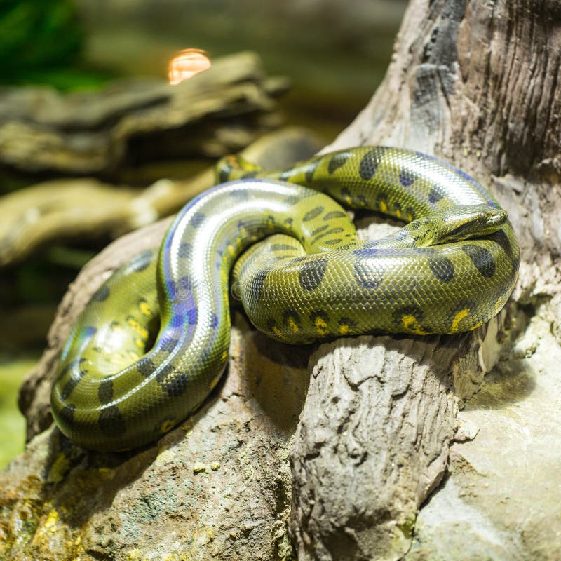 Зеленый anaconda стоковые фотографии rf Зеленый anaconda стоковые фотографии rf