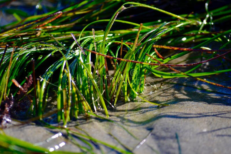 Зеленый Seagrass в песке стоковые фото Зеленый Seagrass в песке стоковые фото