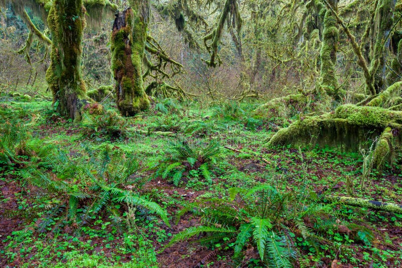 Tree covered by green lichen and fren in Olympic national park. Tree covered by green lichen and fren in Olympic national park