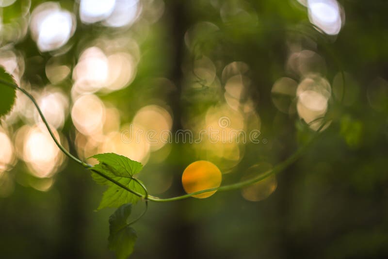 Зеленый и желтый конспект запачкал предпосылку с заводом и красивое bokeh в солнечном свете Изображение макроса с малым dept поля стоковая фотография rf Зеленый и желтый конспект запачкал предпосылку с заводом и красивое bokeh в солнечном свете Изображение макроса с малым dept поля стоковая фотография rf