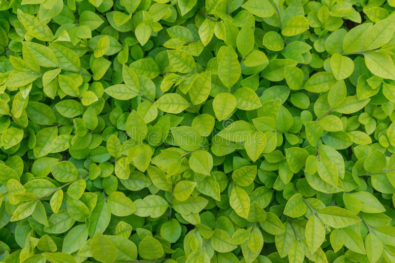 A fresh green leaves background. A fresh green leaves background