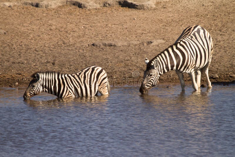 Zebra drinking, safari Etosha, Namibia Africa. Zebra drinking, safari Etosha, Namibia Africa