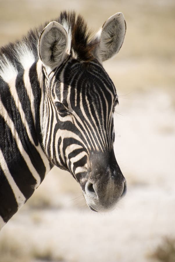 Portrait of a Burchell's Zebra in Etosha National Park, Namibia. Portrait of a Burchell's Zebra in Etosha National Park, Namibia.