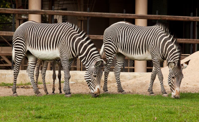 Two identical zebras are grazed on a green lawn. Two identical zebras are grazed on a green lawn.