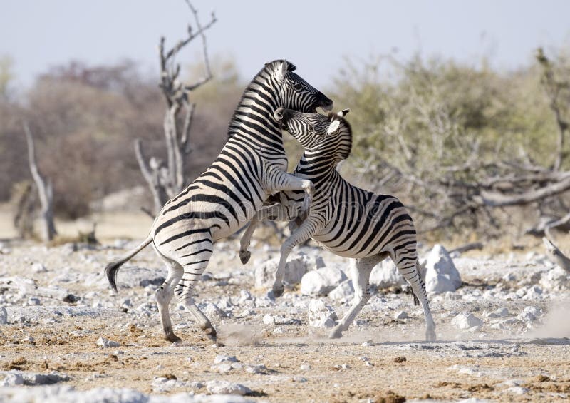 Africa Namibia , Etosha National Park Zebra fighting. Africa Namibia , Etosha National Park Zebra fighting.