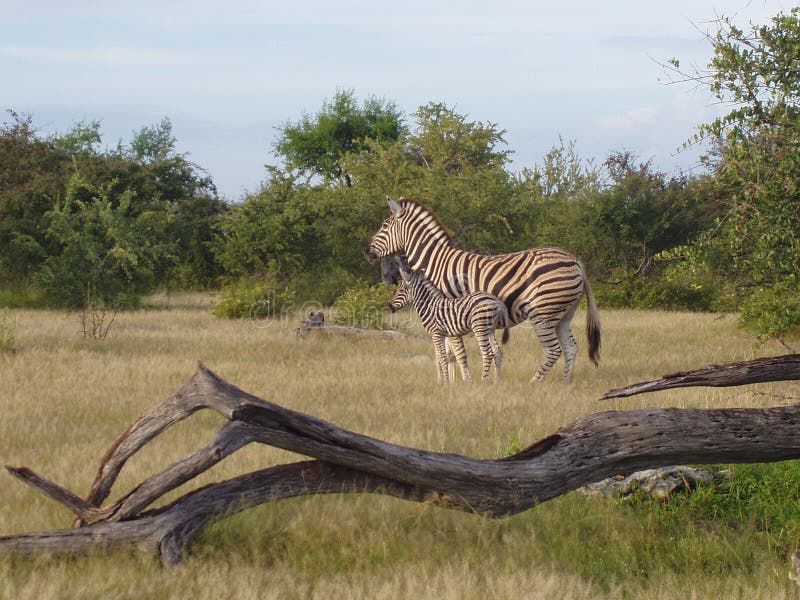 Mother Zebra and Baby Zebra in Etosha Pan National Park, Namibia, Africa. Mother Zebra and Baby Zebra in Etosha Pan National Park, Namibia, Africa